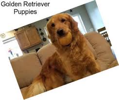 Virginia law allows puppies to be picked up as early as 7 weeks but as the breeder we look at each puppy on case by case basis and the earliest we would allow, should we deem the puppy ready, would be it could be. Retrievers Golden Retriever For Sale In Shreveport Agriseek Com