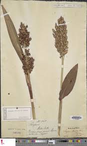 Image result for Lepidotrichilia volkensii