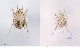 Image result for what do otodectes cynotis look like in dog fur