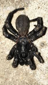 Texas deck builders has exceptional experience in building decks. Austin Tx Please Id This Backyard Spider Unfortunate Friend For My Rambunctious Pup Spiders