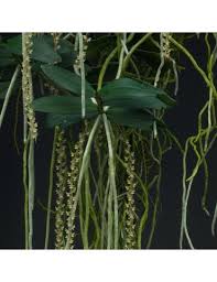 Image result for Rhipidoglossum rutilum