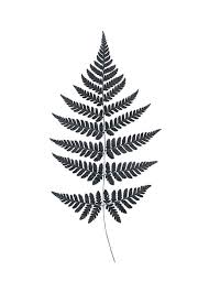Check spelling or type a new query. Black And White Poster Print Of A Fern Prints Of Plants Desenio Com Au