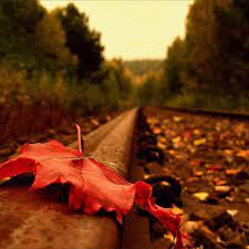 A Small Piece Of Love From My World To Yours Yaprak Sonbahar Fotografciligi Fotograf