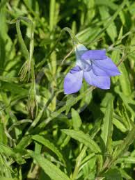 Image result for Wahlenbergia erecta