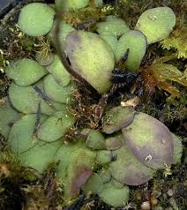 Image result for Genlisea