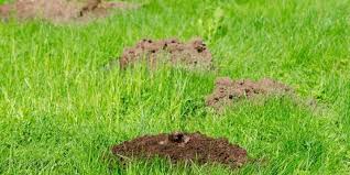 Diagnosing holes in the yard. Signs Of Moles In Your Yard Why Moles Are In Your Yard