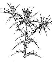 Thistles In Oklahoma And Their Identification Oklahoma State University Download thistle plant images and photos. thistles in oklahoma and their