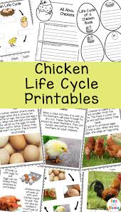 Chickens live about 5 to 7 years. Chicken Life Cycle Fun With Mama