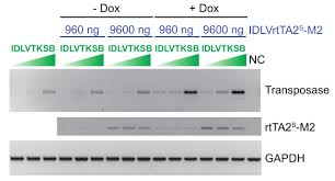 Maybe you would like to learn more about one of these? An Efficient In Vitro Transposition Method By A Transcriptionally Regulated Sleeping Beauty System Packaged Into An Integration Defective Lentiviral Vector Protocol Translated To Arabic
