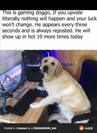 Discover more posts about meme stocks. Repost Gaming Doggo To The Moon Like Gme Stocks Memes
