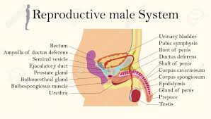 The collection contains illustrations, sketches, model sheets and tutorials. Education Chart Of Biology For Male Reproductive System Diagram Royalty Free Cliparts Vectors And Stock Illustration Image 115929669