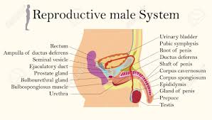 Posted by tyas ahmadi posted on juni 02, 2019 with no comments. Education Chart Of Biology For Male Reproductive System Diagram Royalty Free Cliparts Vectors And Stock Illustration Image 115929669