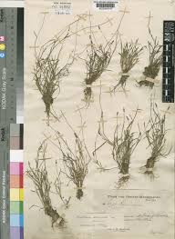 Image result for Sacciolepis spiciformis