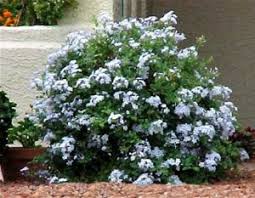 The north texas region falls into usda hardiness zone 8a and zone 7b. Best Plants For North Texas Heat Tlc Landscapes Llc