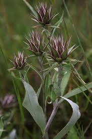 Image result for Macledium zeyheri