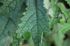 Image result for Girardinia