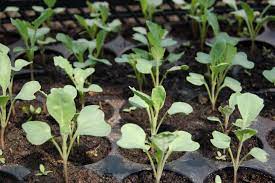 The ultimate guide to drying and curing cannabis. How To Start Seeds Indoors Growing Vegetables From Seed The Old Farmer S Almanac
