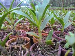 Keluarga ini memiliki jenis beragam dan tersebar luas. Paling Keren 22 Bunga Anggrek Murah Koleksi Bunga Hd