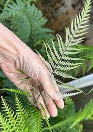 Image result for Pityrogramma