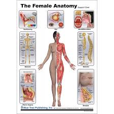 Related posts of female back muscles diagram. Female Anatomical Chart