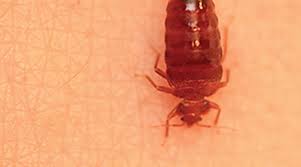 How bed bugs grow and reproduce. How To Identify And Remove Bed Bugs Orkin
