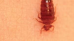 We did not find results for: How To Identify And Remove Bed Bugs Orkin