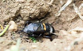 (.) je ne dédaignais pas la compagnie de quelqu'un de ces animaux. Le Scarabee Qui Est Il Est Il Utile Ou Nuisible