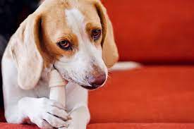 Why Does My Dog Bark At His Bone Born For Pets