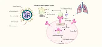 Tocilizumab (actemra) is a biologic medication currently approved to treat adults with moderately to severely active rheumatoid arthritis (ra), adults with giant cell arteritis (gca). Covid 19 A Promising Cure For The Global Panic Sciencedirect