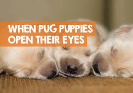 When Do Pug Puppies Open Their Eyes Ears Timeline
