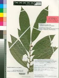 Image result for Octolepis