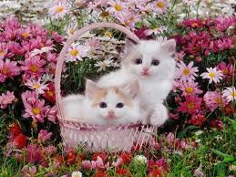 Lovepik > flower cats images 140000+ results. Kittens And Flowers Wallpaper Cute Cat With Flower 1024x768 Wallpaper Teahub Io