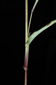Image result for Hackelochloa granularis