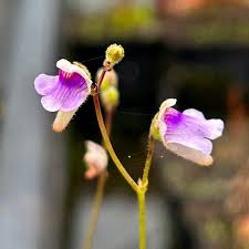 Image result for Genlisea