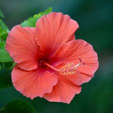 Find over 100+ of the best free hibiscus flower images. Aloha How To Grow Hibiscus Flowers Outside Of Hawaii Organic Authority