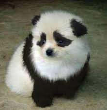 Panda Dog Panda Dog Cute Animals Fluffy Animals