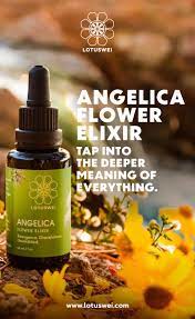 Angelica Divine Support Wisdom Deeper Meaning In 2020 Flower Essences Angelica Flower Angelica