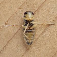 Image result for Corixidae