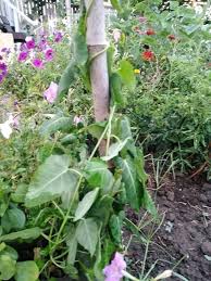 Image result for Cynanchum orangeanum