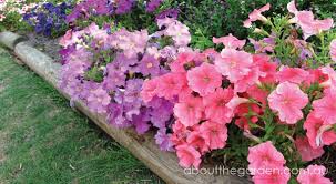 Maybe you would like to learn more about one of these? Summer Petunias About The Garden Magazine