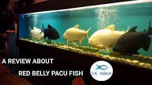 A Review About Red Belly Pacu Fish Tamil Youtube
