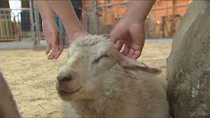 Trial Over E Coli Allegedly Contracted From Pne Petting Zoo Faces Lengthy Delay Cbc News