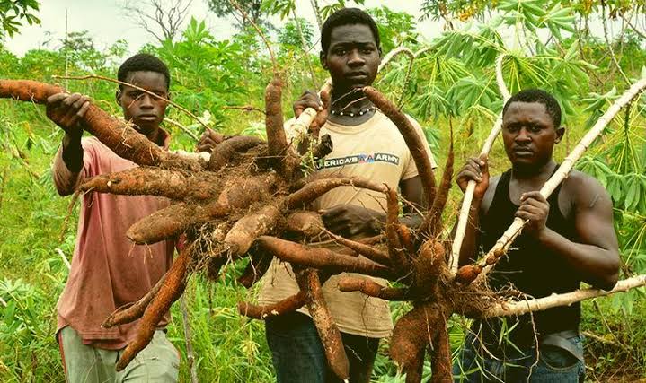 Cassava Harvesting and Smallholder Agriculture