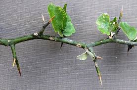 Image result for Balanites maughamii