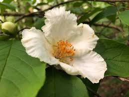 Image result for Theaceae