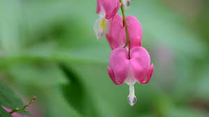 Image result for Impatiens bequaertii