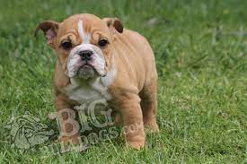 Bulldogs For Sale French English Bulldog Breeder Bigbulldogs Bulldog Puppies For Sale Bulldog Puppies French Bulldog Puppies
