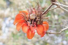 Image result for Erythrina afra