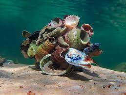 Octopus Doing Mimikri Octopus Ocean Creatures Animals