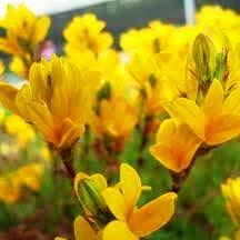 Image result for Monopsis stellarioides